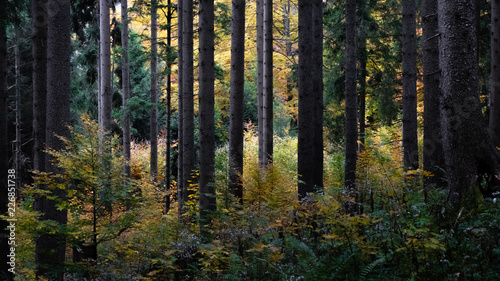 Fototapeta Naklejka Na Ścianę i Meble -  autumn woods