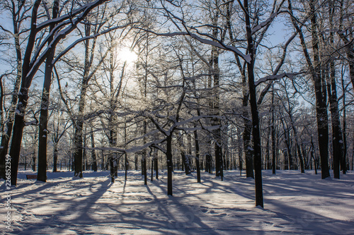Morning winter frosty landscape in the park. Winter landscape. Severe frost, snowy trees, sunny weather. Beautiful winter seasonal background. © alenka2194