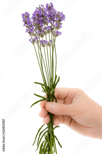 Fototapeta Naklejka Na Ścianę i Meble -  A woman's hand holds a flower of lavender, isolated on white background