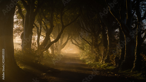 Dark Hedges