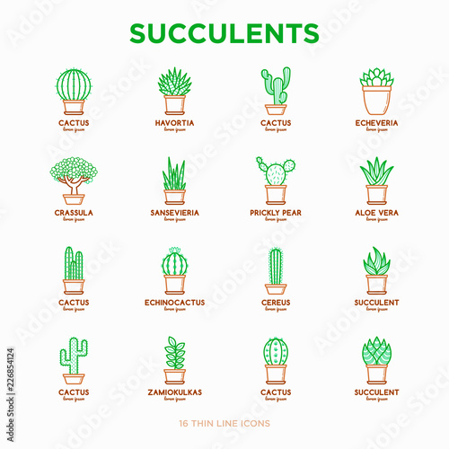 Set of cactus and succelents in pots. Thin line icons. Modern vector illustration of plants for house decoration. photo