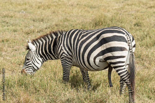 Zebra eating in tanzania