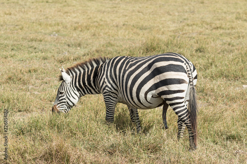 Zebra eating in tanzania