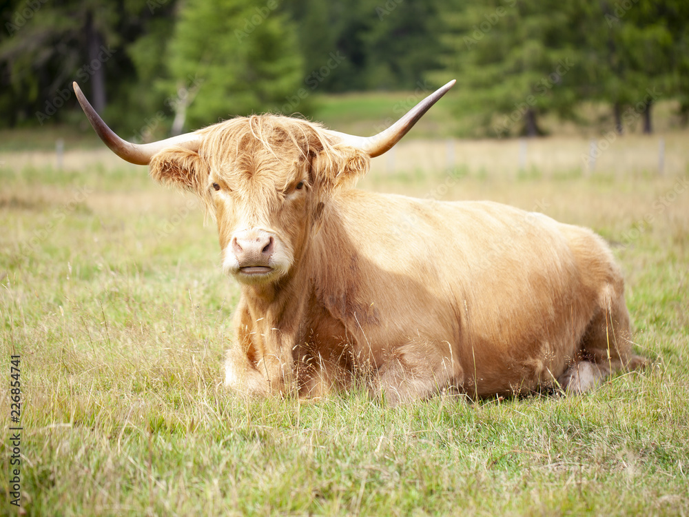 Vaca escocesa Vaca escocesa