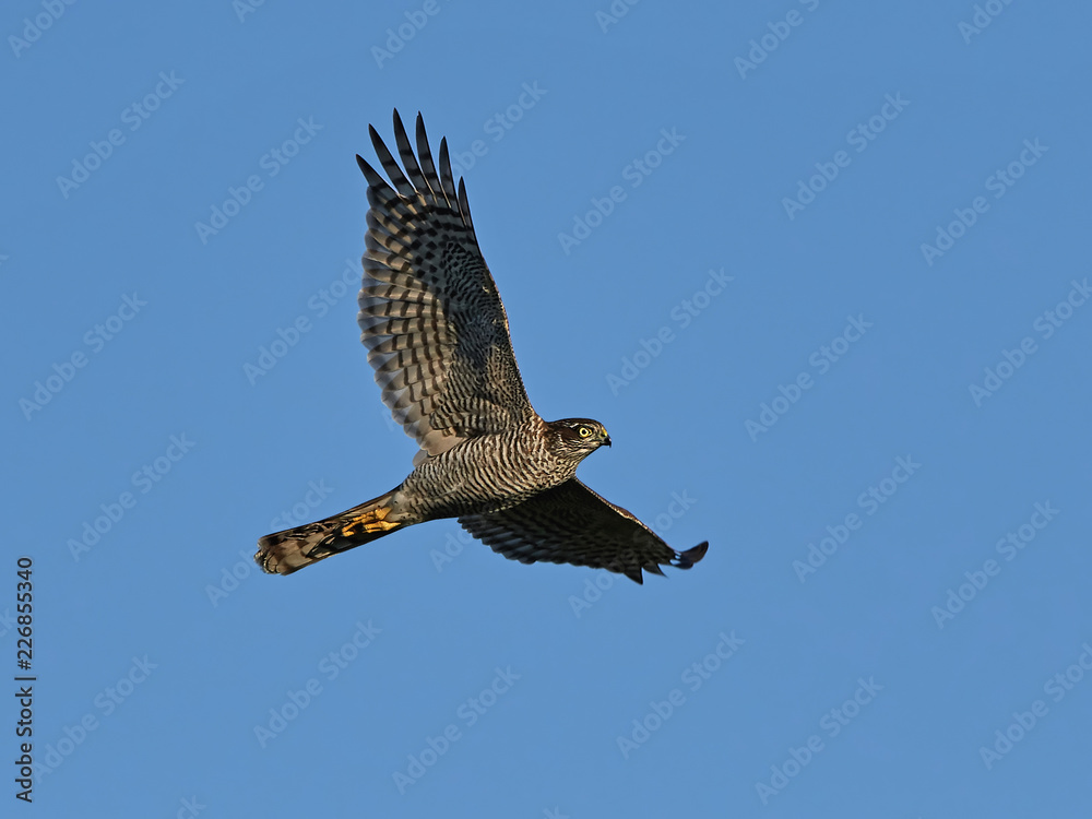 Fototapeta premium Eurasian sparrowhawk (Accipiter nisus)