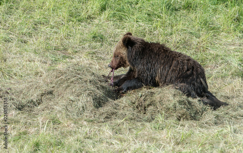 Grizzly bear family