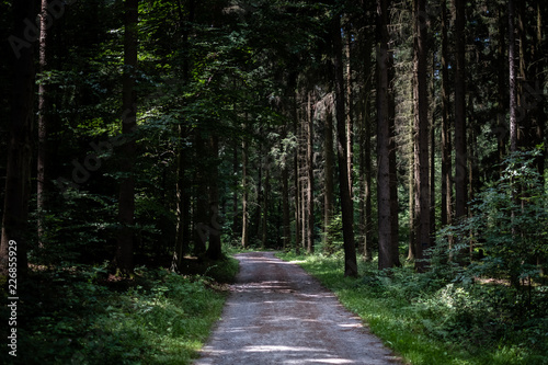 path in forest © Schmendrax