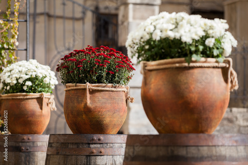 Large flower pots with white and burgundy chrysanthemums. Sale of flowers