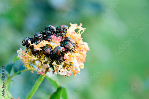 Obraz na płótnie Japanese beetles infest and damage a rose bloom