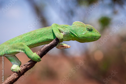 A colourful chameleon resting on a branch by the side of the road in Madagascar.