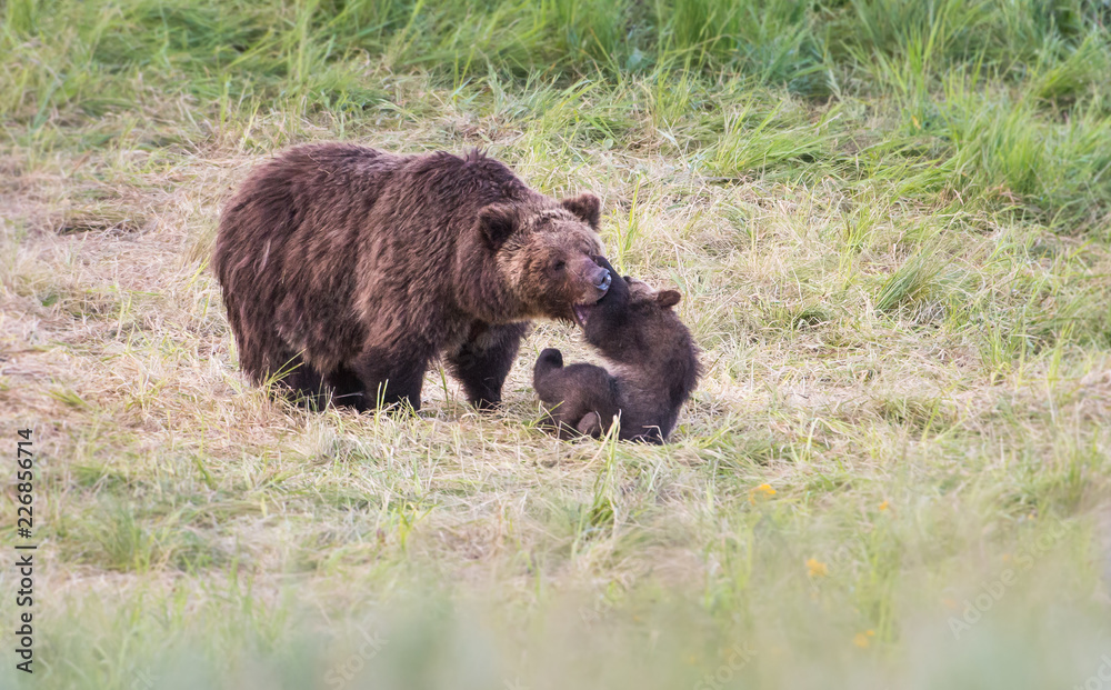 Grizzly bear family