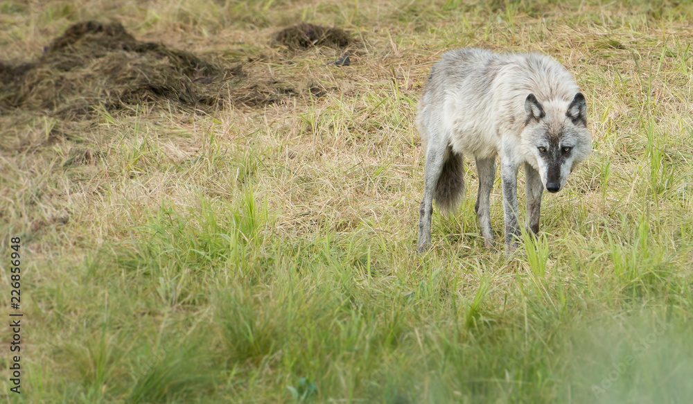 Fototapeta premium Wolf on a carcass