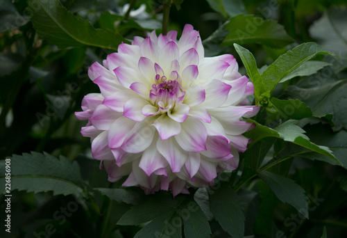 Fototapeta Naklejka Na Ścianę i Meble -  Beautiful purple pastel colored Dahlia flower in a natural garden environment