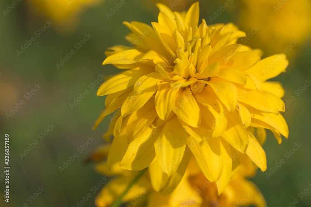 Macro photo of yellow wild flower Macro photo of yellow wild flower