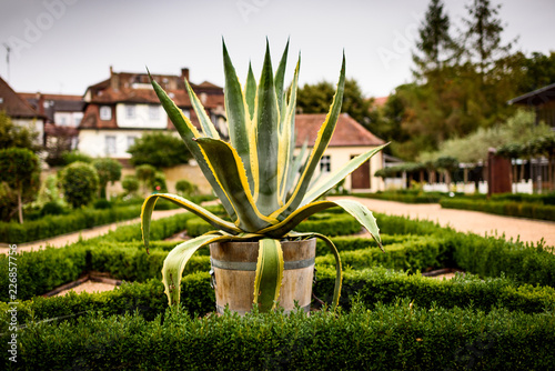 Succulent Spikes
