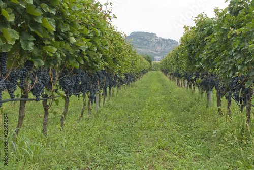 plants full of clusters of blue and red grapes, ready to be harvested during harvest, to produce Merlot wine, lake of Garda, autumn, Alps, Lombardy, Italy