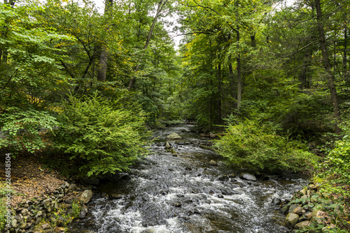 Stream in the woods