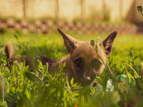 Small brown puppy in the garden. A little puppy is playing with a toy on the grass. Sun, dog and garden. © Peter