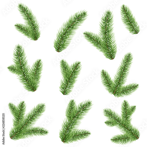 Fir-tree Branch Isolated