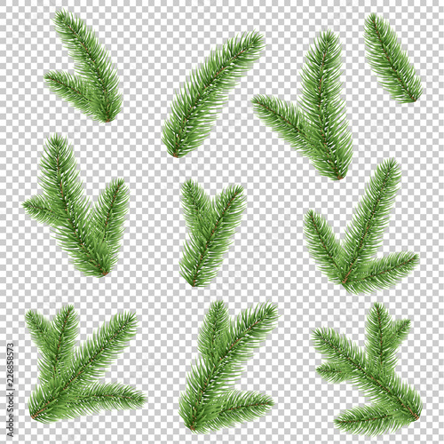 Fir-tree Branch Isolated Transparent Background
