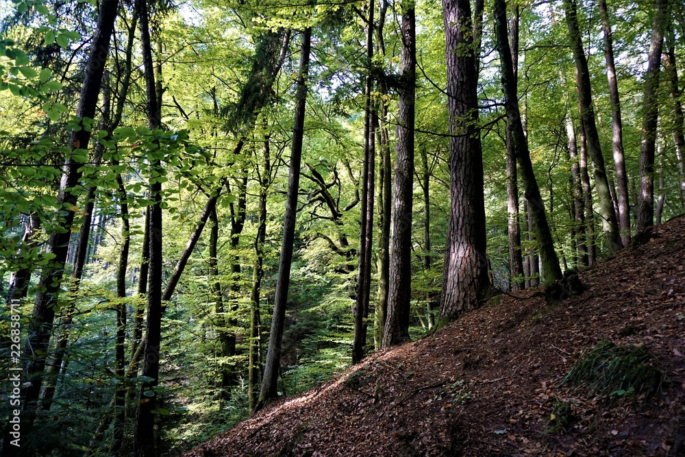 Mystic Odenwald forest on golden octobre day Mystic Odenwald forest on golden octobre day