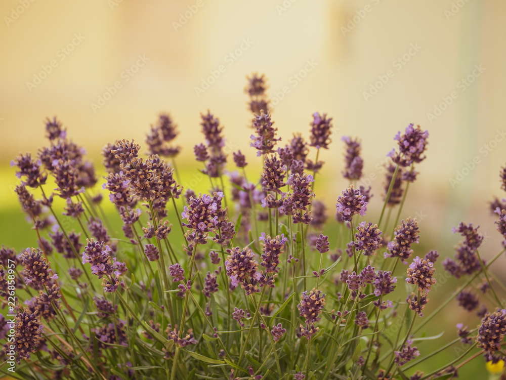 Obraz premium Lavender closeup. Purple lavender on the garden. Blur background.