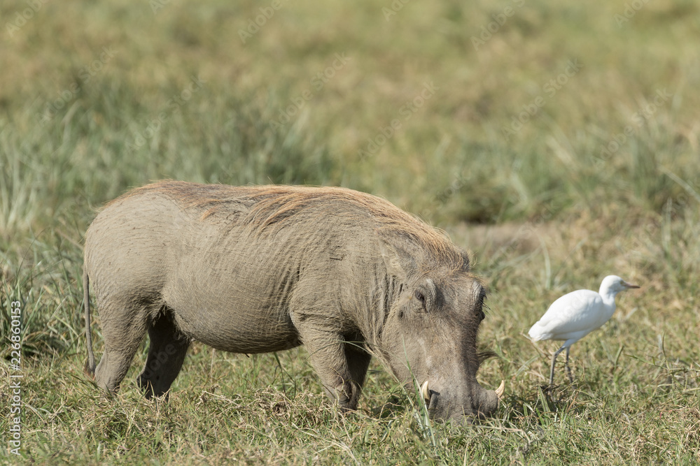 Wild pig eating