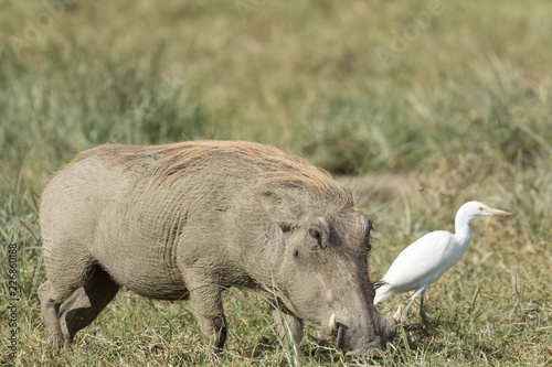 Wild pig eating