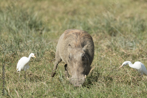 Wild pig eating