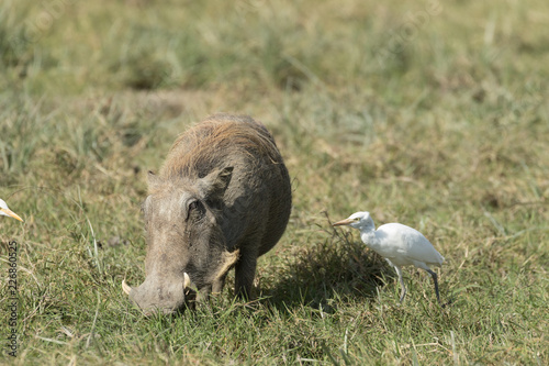 Wild pig eating