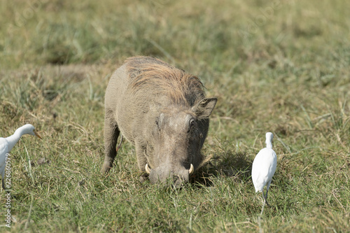 Wild pig eating