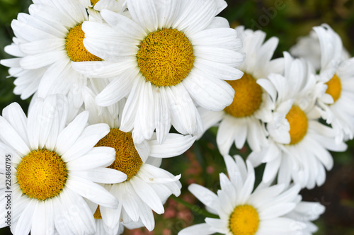 White daisies with garden