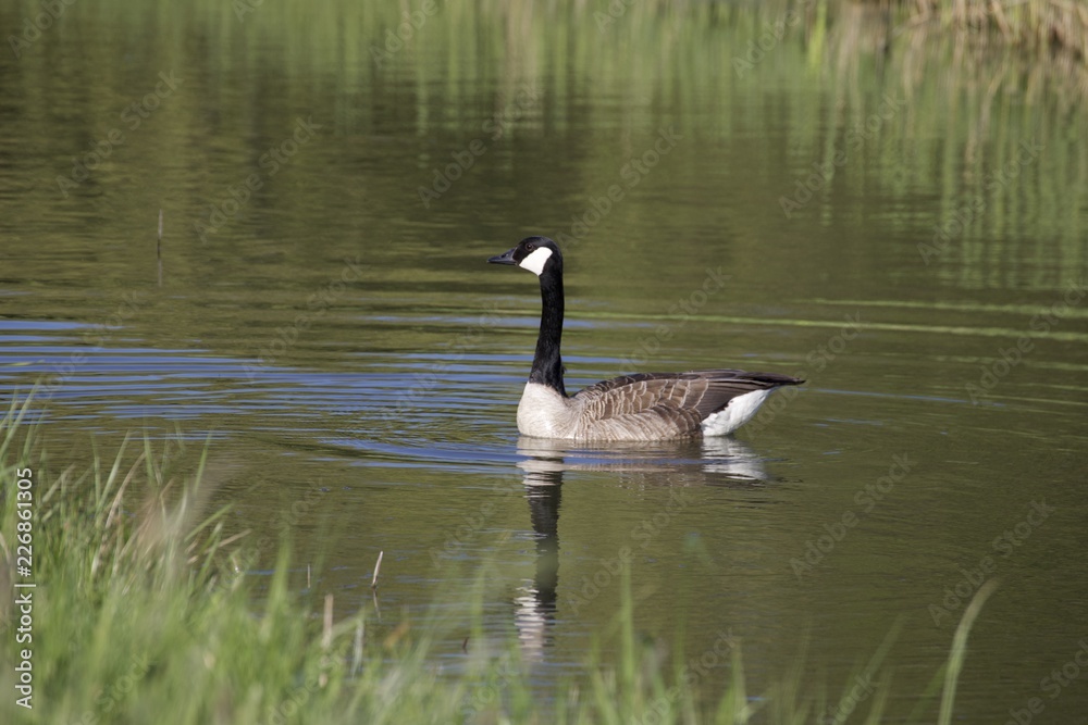 canadian goose on lake