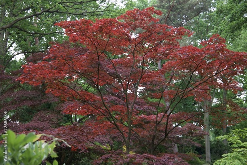 autumn leaves in the park