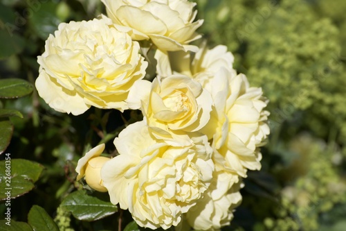 bouquet of yellow roses