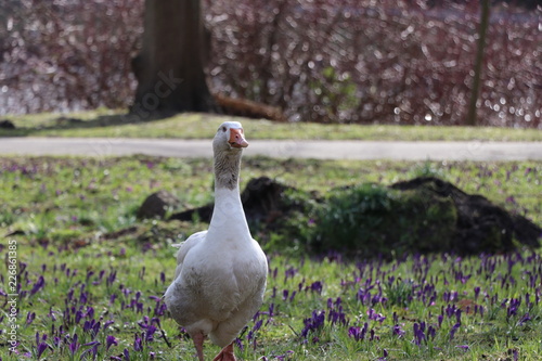 goose on grass
