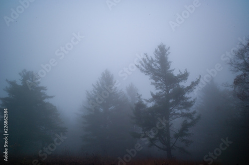 Trees in foggy country field