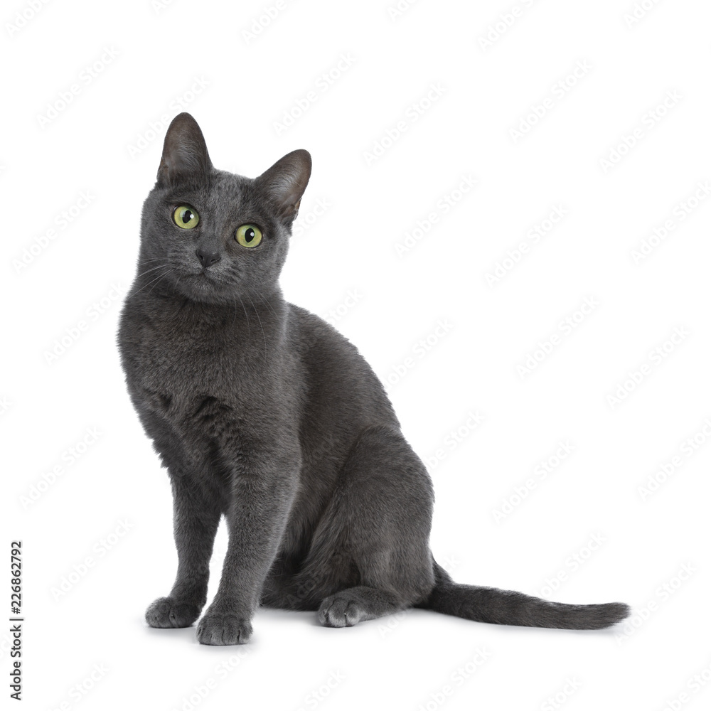 Silver tipped blue adult Korat cat sitting up and looking straight at camera with green eyes, isolated on white background Silver tipped blue adult Korat cat sitting up and looking straight at camera with green eyes, isolated on white background