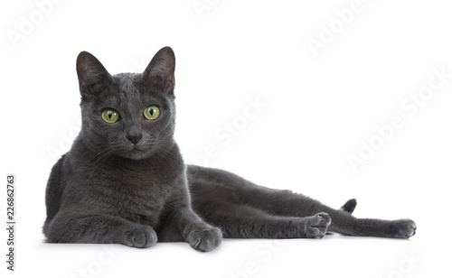 Obraz na plátně Silver tipped blue adult Korat cat laying down side ways and looking straight at