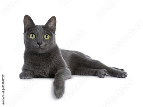 Papier peint Silver tipped blue adult Korat cat laying down side ways with one paw hanging ov
