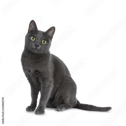 Фотография Silver tipped blue adult Korat cat sitting up and looking straight at camera wit