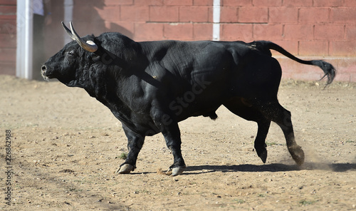 black bull running in spanish bullring