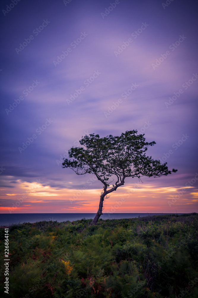 Fototapeta premium Single tree on a a wild beach rich in vegetation in the morning on a windy day on Samothrace Island in Greece