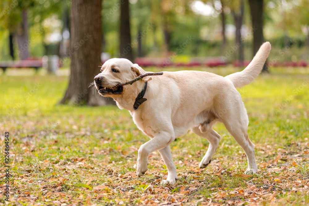 Labrador Retriever walks in the park in the fall.