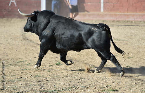 black bull running in spanish bullring