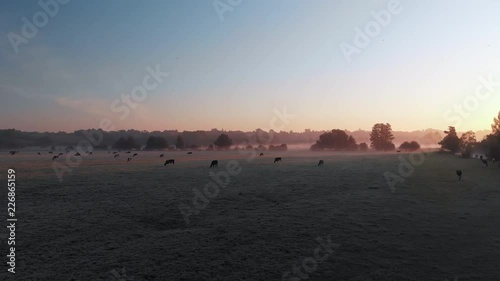 Slowly moving low aerial footage across east anglian countryside with cows grazing in low lying mist. photo