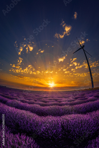 Fototapeta Naklejka Na Ścianę i Meble -  Big beautiful lavander field in the morning next to a eolian turbine