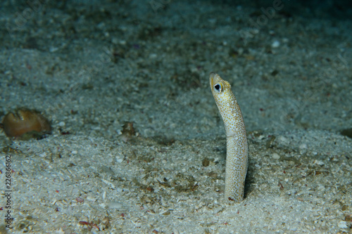 Garden eel / Garden eel is peeping out its burrow ready to hide, Panglao, Philippines