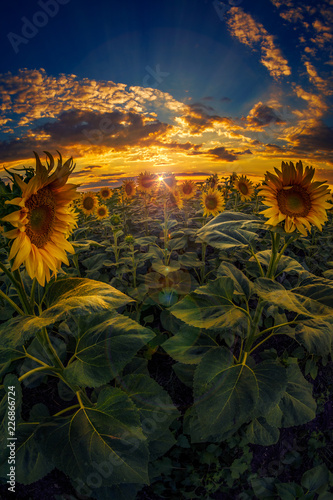 Fototapeta Naklejka Na Ścianę i Meble -  Beautiful sunflower field at sunset shot againt a dramatic sky with fish eye lens