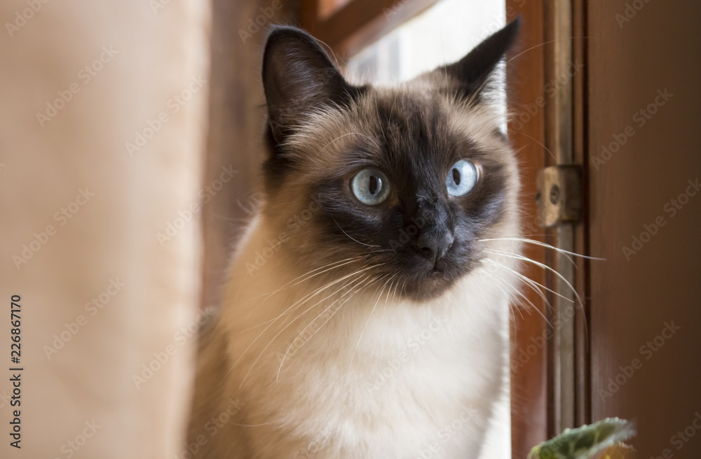 Gorgeous siamese cat with beautiful blue eyes looking attentively at something out of camera, next to wooden window.